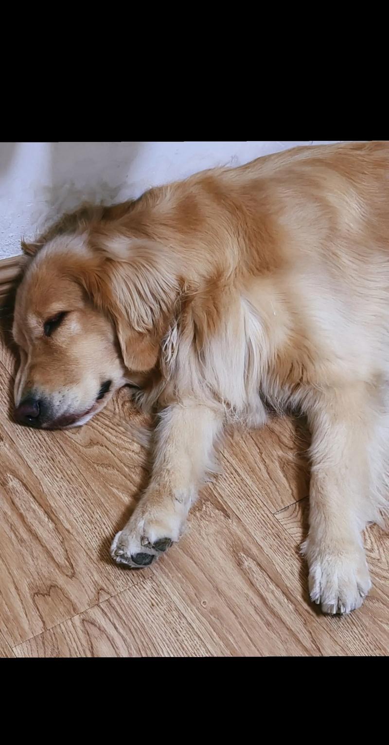 金毛犬睡觉时四腿划动疑似做梦