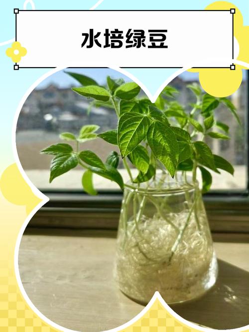 初中教室窗台上歪向光源的绿豆芽盆栽