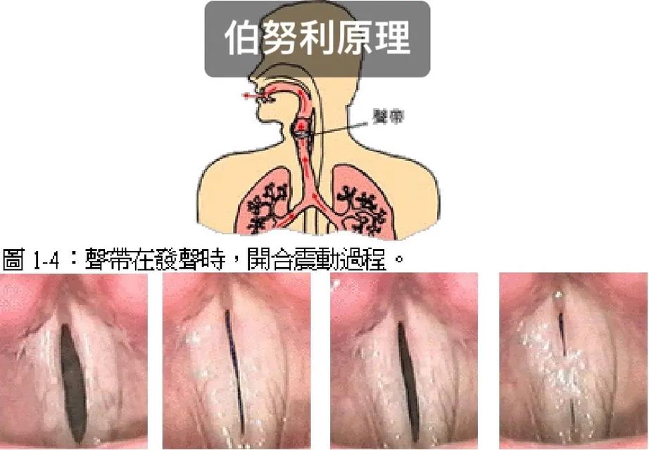 声带边缘振动与全振动对比示意图