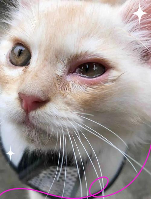 猫疱疹病毒引发角膜溃疡猫咪眼部实拍