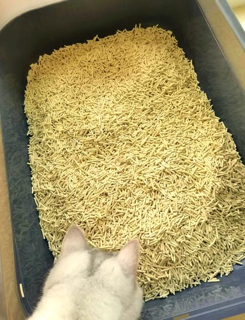 海外TikTok平台上养猫博主拍的豆腐猫砂真实使用vlog截图