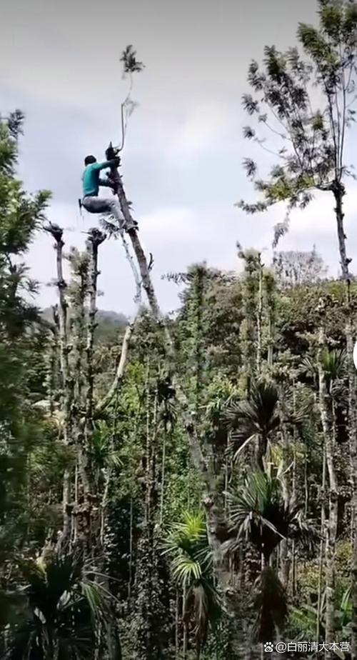 别总想给你的森林剪枝
