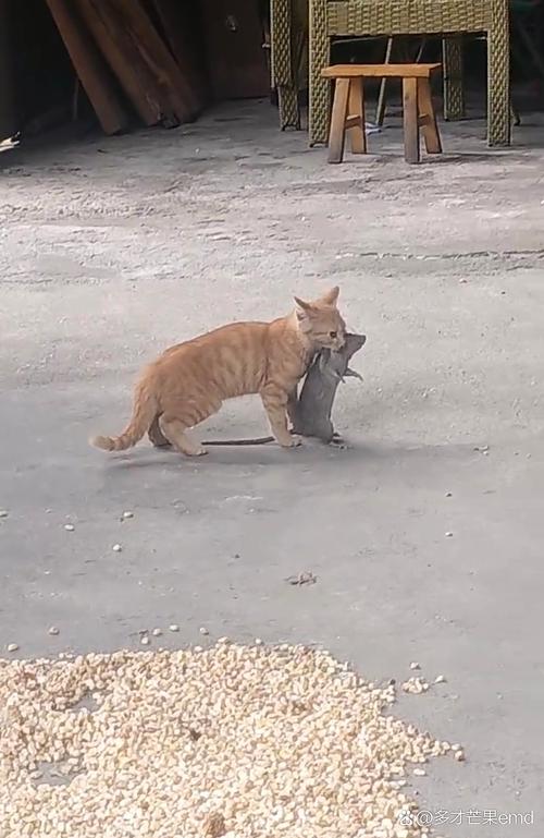 猫叼着老鼠放在门口