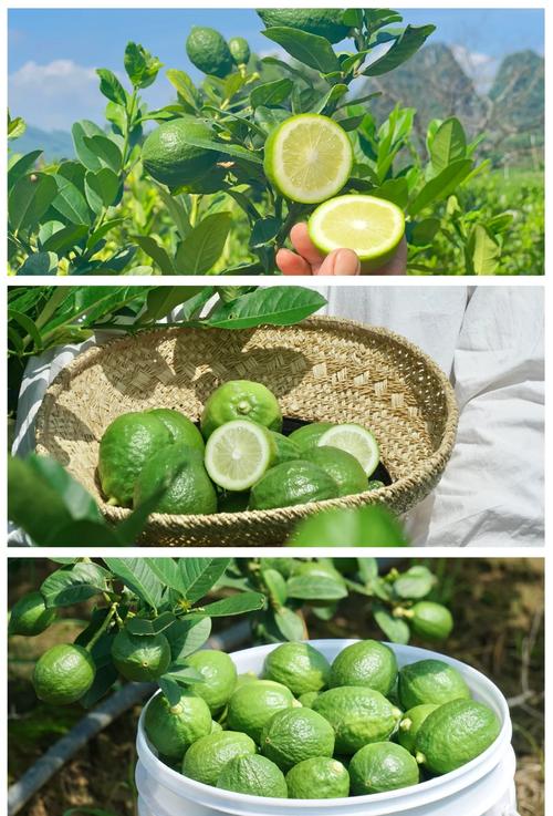 广东江门香水柠檬种植基地采摘场景