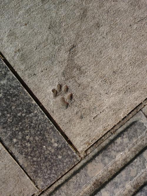 沈阳铁西区老红砖围墙猫爪印