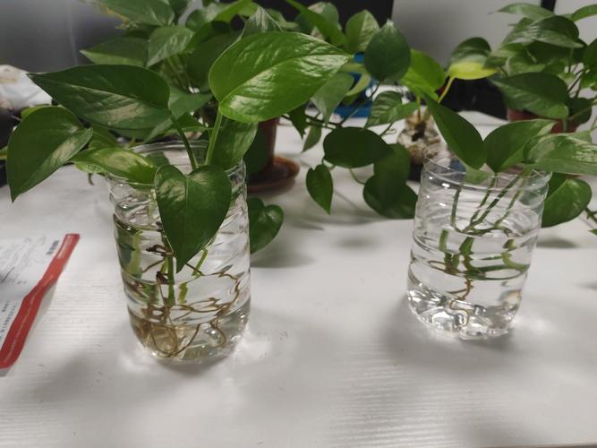 办公室会议室墙角绿萝矿泉水瓶