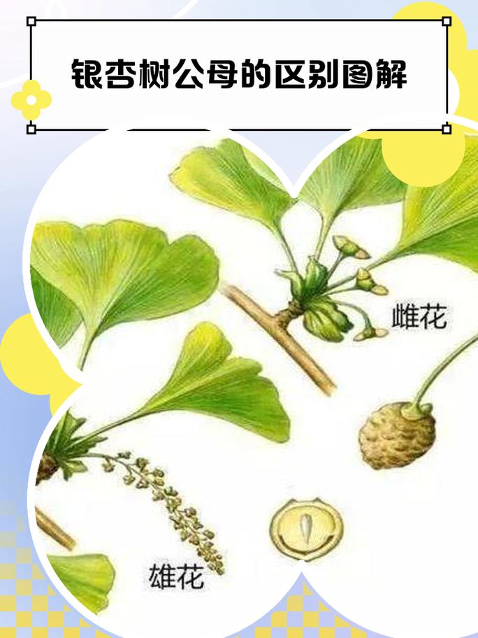 公母之辨：不是所有银杏都结果