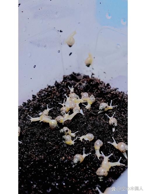 蜗牛产卵彩色珍珠样卵粒