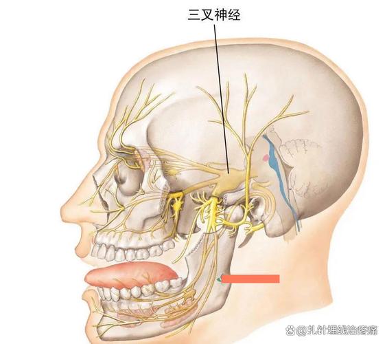 人体面部三叉神经分布区域示意图