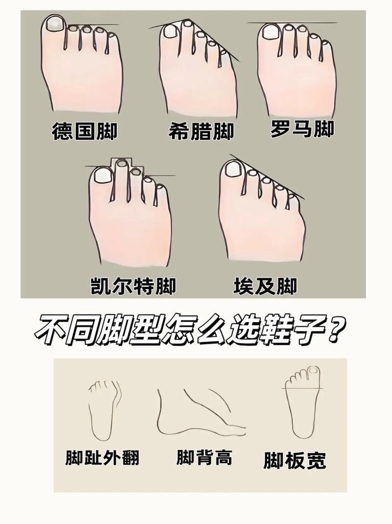 不同脚型鞋头形状对比示意图