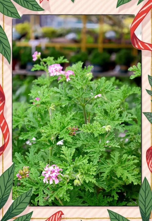 各种天然驱蚊植物材料混合特写
