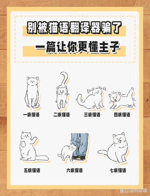 最后捋一捋，猫逻辑真有意思