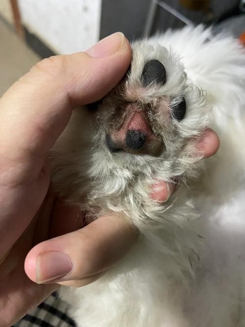 分离焦虑狗狗拆坏的门口脚垫实拍