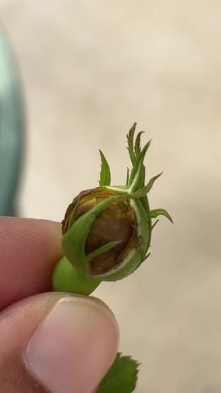 被蓟马侵害的月季花苞锈斑症状