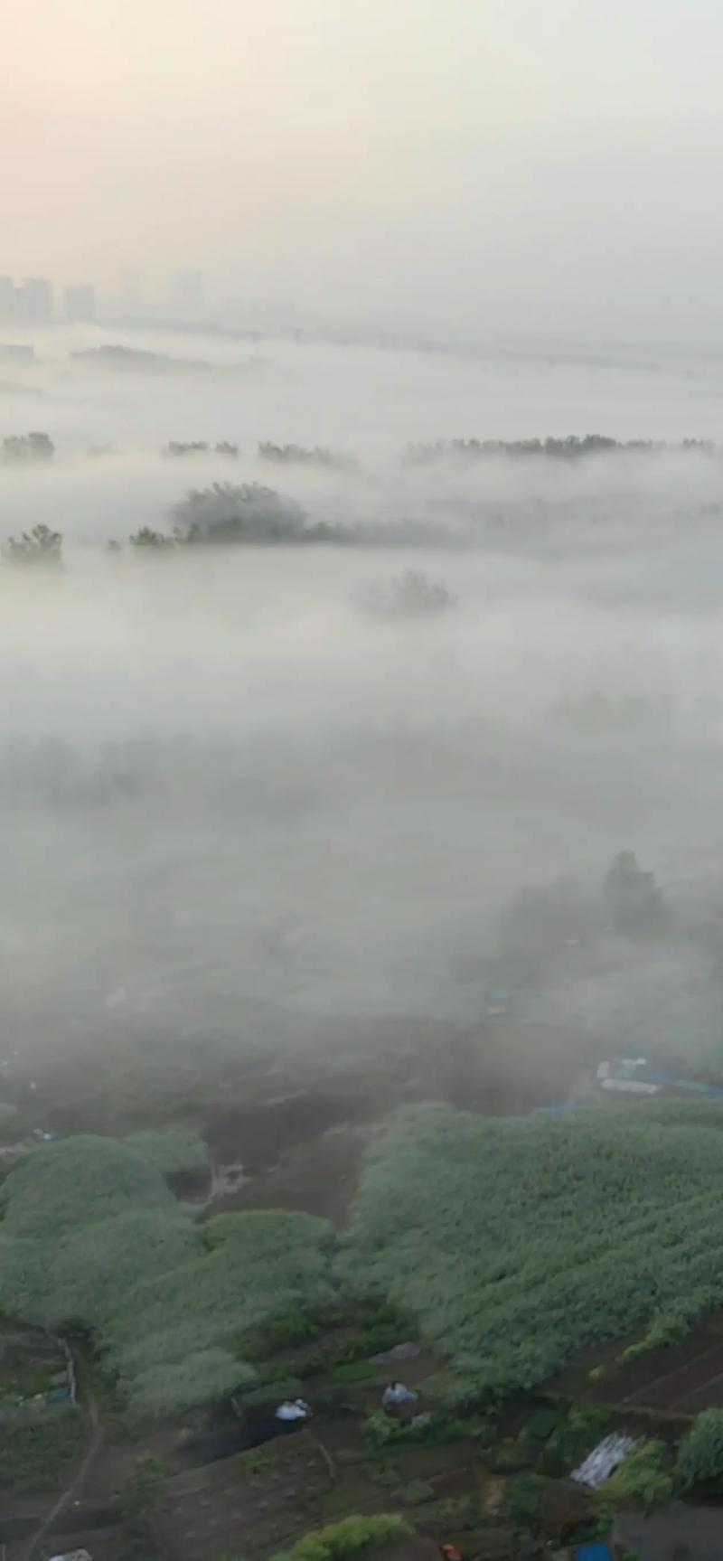 山区辐射雾在月光下形成齐腰雾海