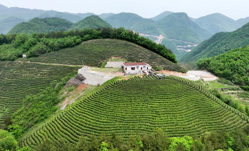 南漳周湾村千亩春日茶山风光