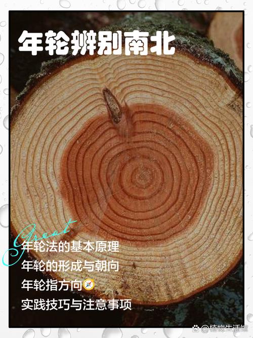 树木年代学科学家手持古老树芯样本展示年轮序列对比图