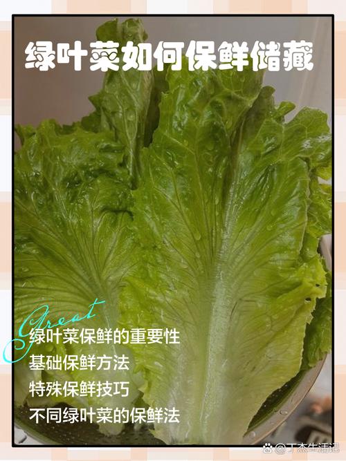 不同绿叶菜，细节调整更保鲜
