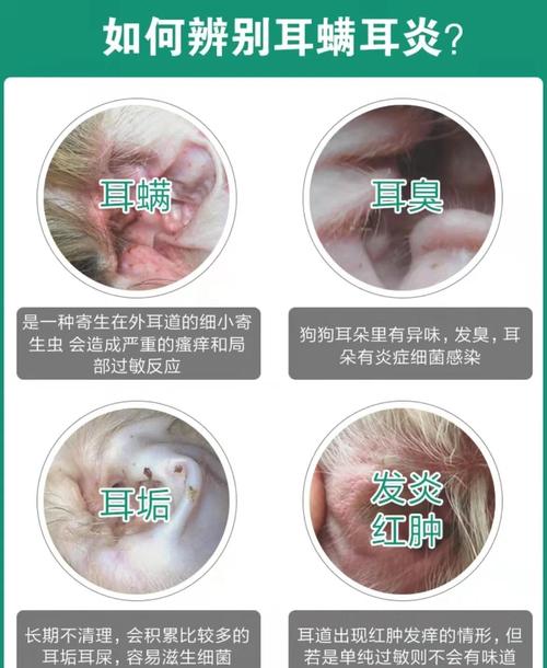 狗狗正常耳道vs发炎耳道对比图