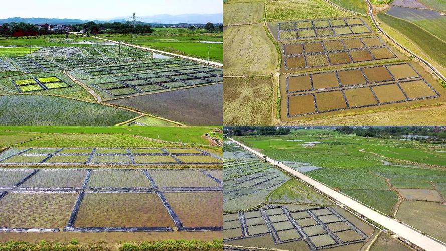 农田重金属污染植物修复试验田实拍