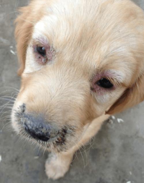 犬瘟热初期狗狗眼部分泌物对比图