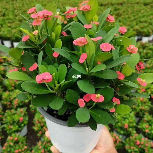 不同植物，脾气不同