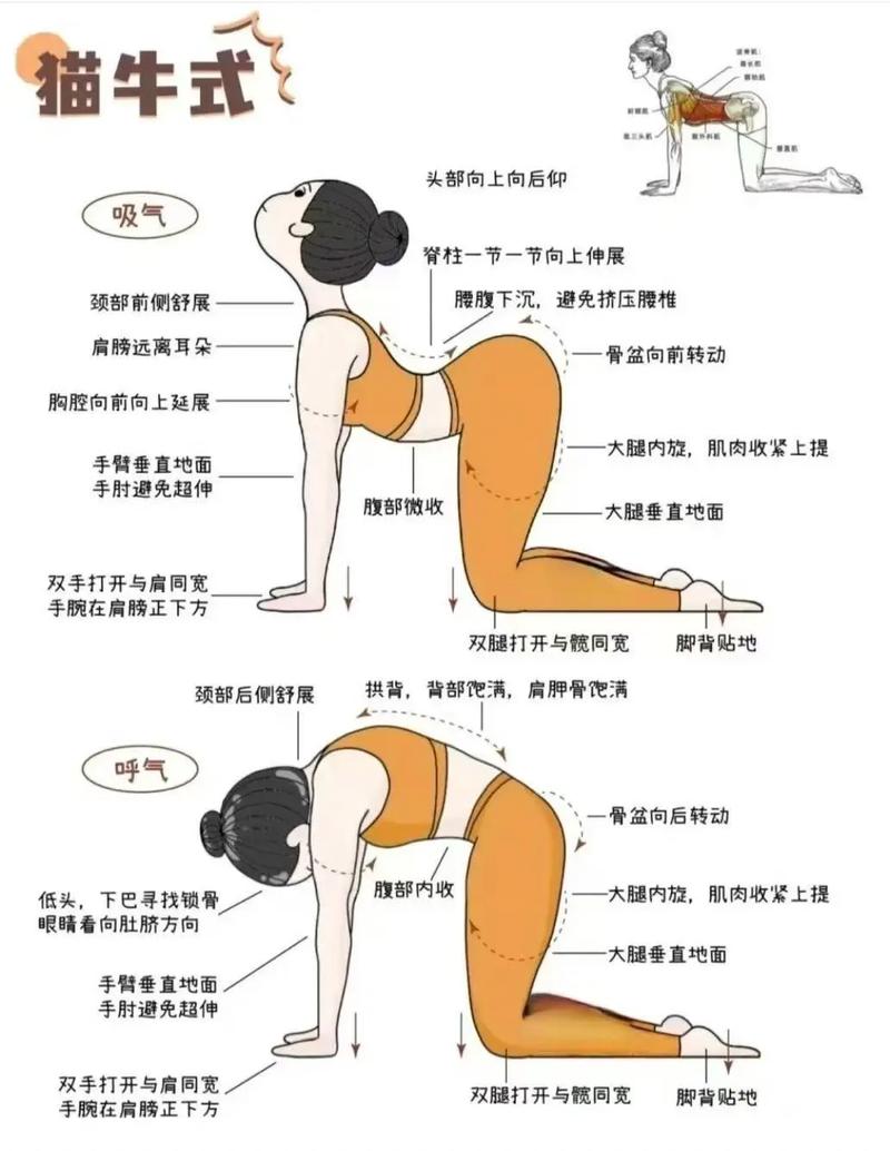 居家瑜伽练习改善腰痛猫牛式动作示意图