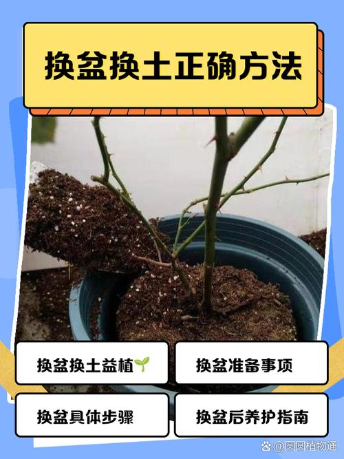 施肥和换盆,别瞎折腾