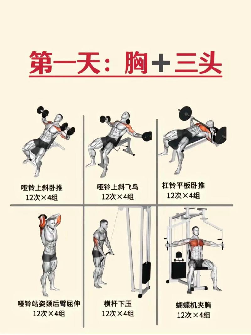 第三步：分部位？全身训练才是王道，别学高手分化训练
