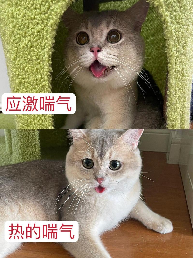 宠物坐车时应激喘气和热喘气的对比实拍