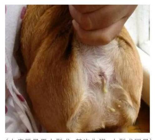 狗狗肛门腺正常稀薄分泌物与发炎脓状分泌物对比
