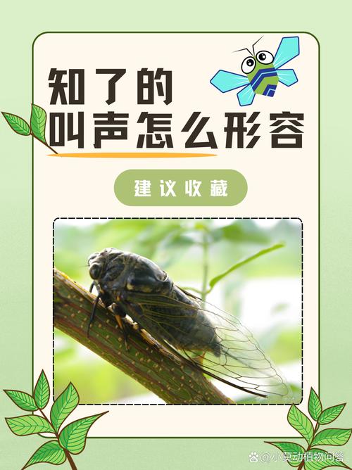蝉声里的美学:不是所有嘶吼都叫“蝉鸣”