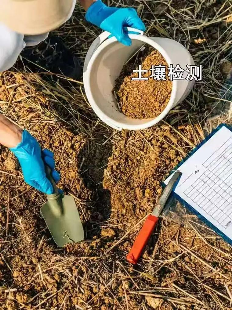 农学大学生在茶园用小程序检测土壤
