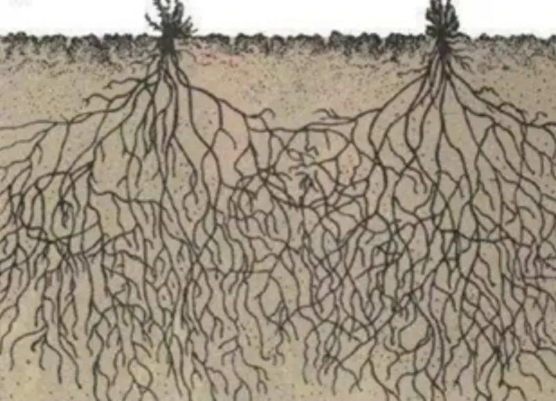 沙漠植物骆驼刺深根系伸入地下水层示意图