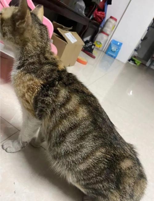 患湿型猫传腹猫咪腹部隆起侧面照