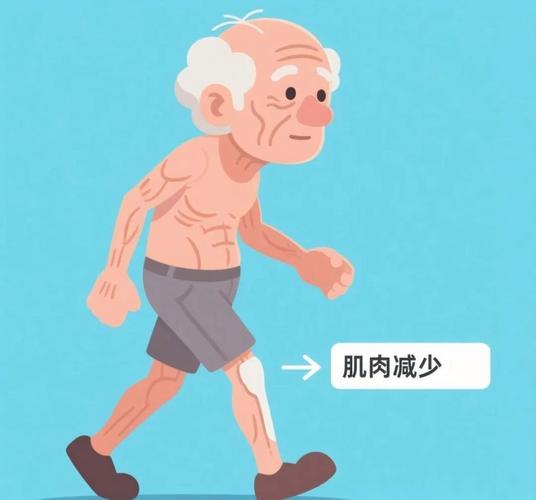 健康老年人与肌少症老年人腿部肌肉对比图