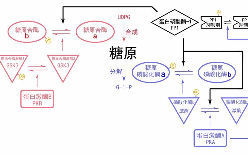 人体糖原与水分储存关系图解