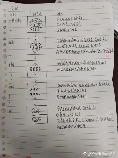 细胞分裂图像辨析分步判断手写思维导图