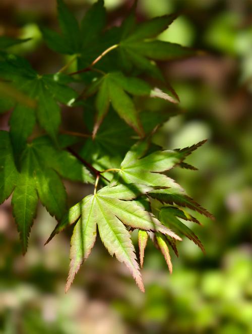 逆光拍摄枫叶叶脉通透质感现场图