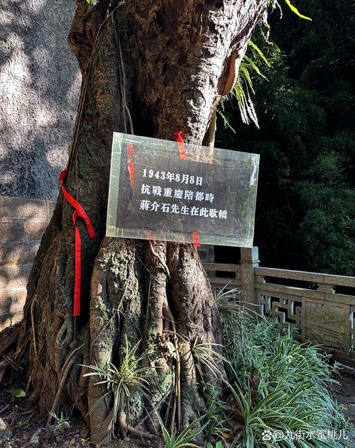 总佛寺后墙鸡蛋花树下的断碑