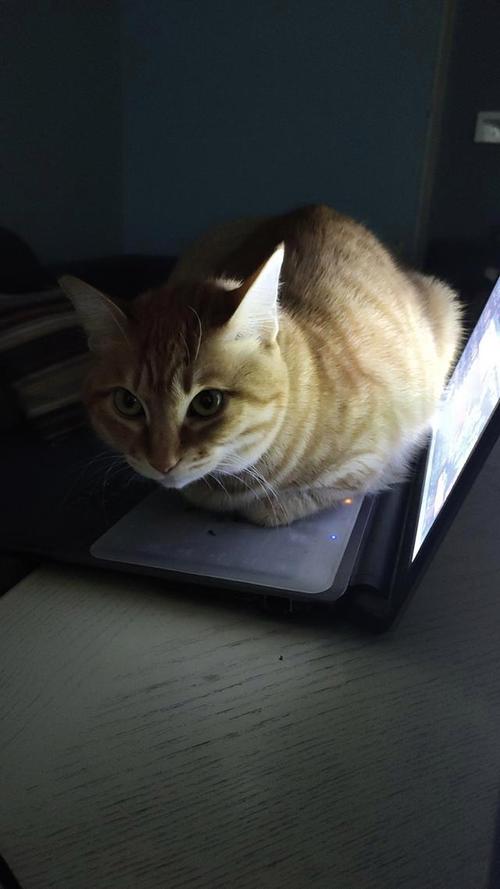 橘猫趴在笔记本电脑键盘上盯着主人