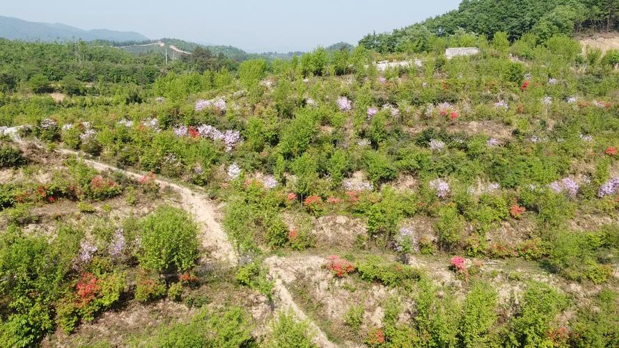 湖北南漳荆山春日山茱萸花满山景观