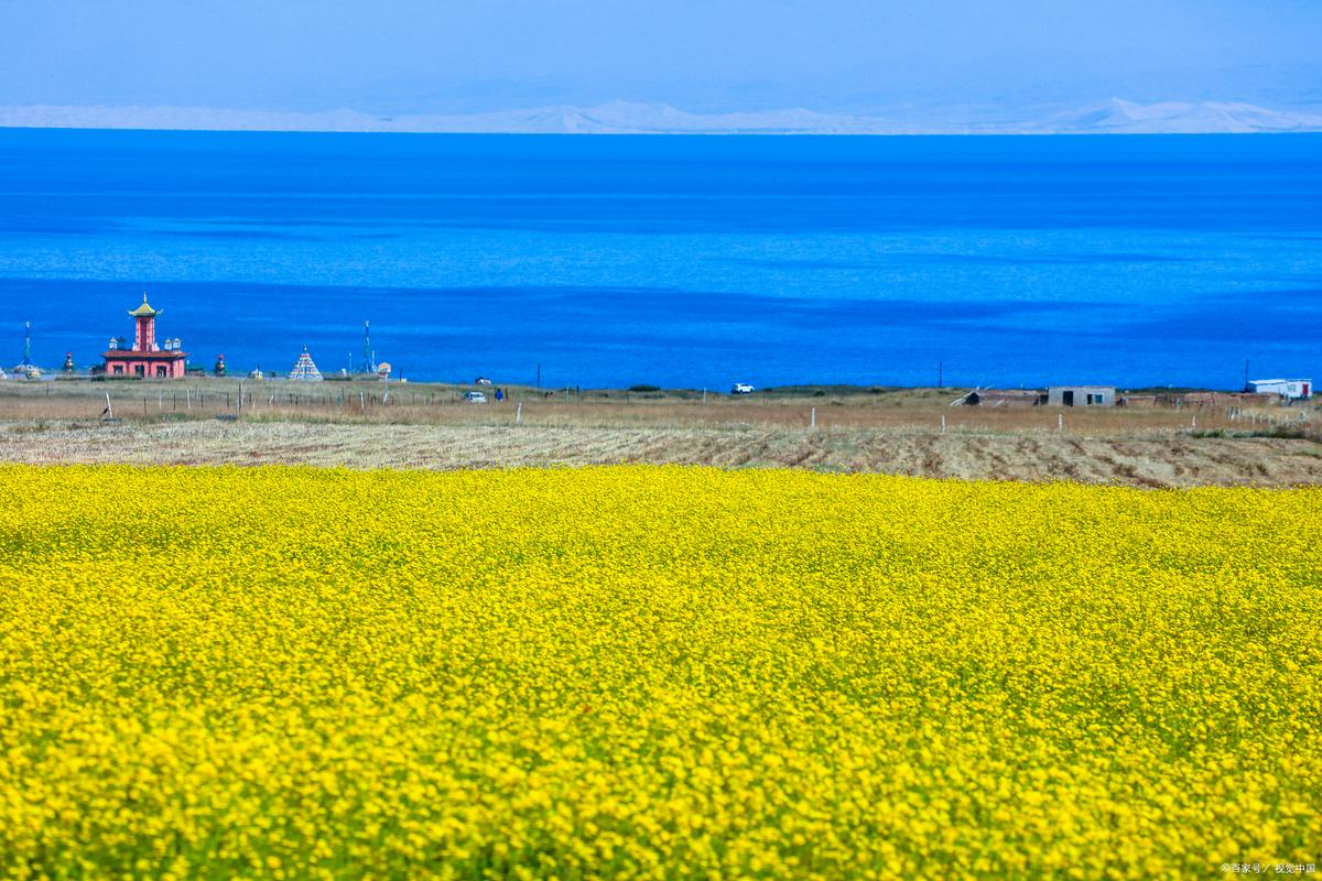 七月青海湖路边油菜花蓝湖景色