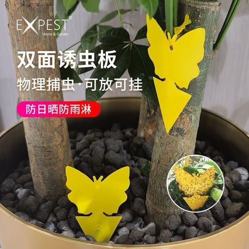 阳台绿植驱虫 黄板粘小黑飞