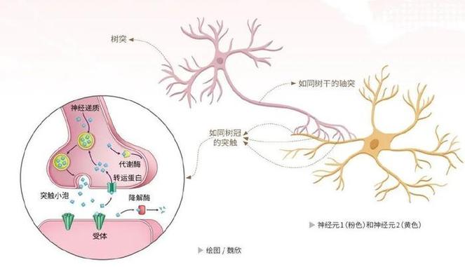类脑芯片神经突触连接示意图