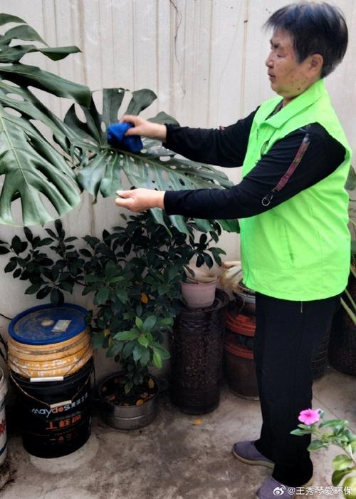 软棉布擦拭室内绿植大叶片清洁实拍