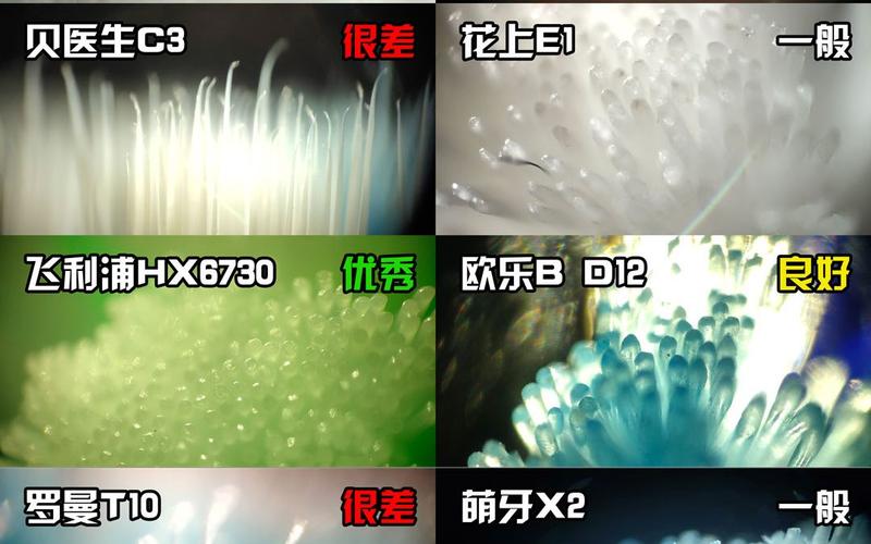 牙刷刷毛顶端磨圆对比实拍图