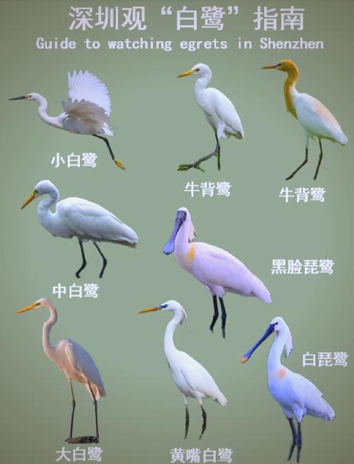 湿地白鹭种类对比图 不同白鹭嘴裂特征