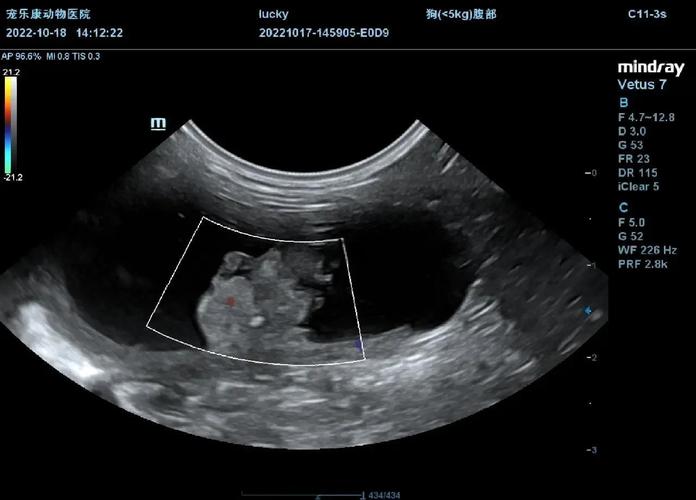宠物医院狗狗膀胱超声检查实拍