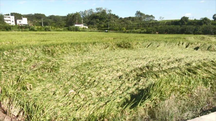 南方稻田受灾后农业保险现场勘察